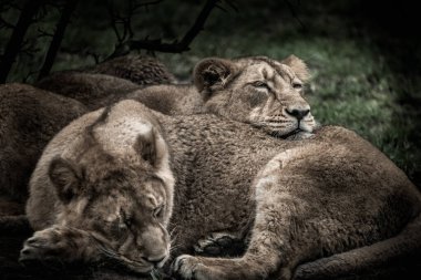 Uyuyan genç aslanlar. İki genç aslanın sevimli yüzleri.