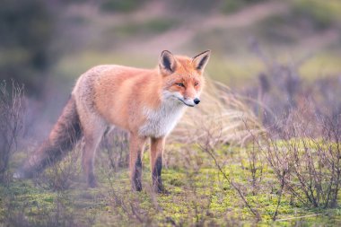 Yumuşak zemin üzerine kırmızı tilki