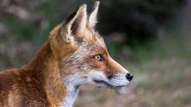 Yumuşak zemin üzerine kırmızı tilki