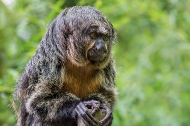 Beyaz yüzlü saki (Pithecia pithecia), Guianan saki ve altın yüzlü saki olarak adlandırılır.