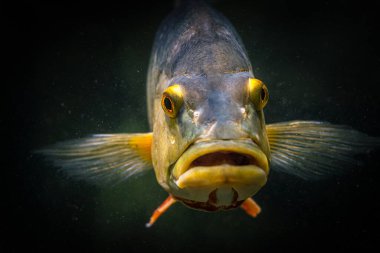 Kelebek tavuskuşu levreği siyah zemin üzerinde suda - Cichla ocellaris