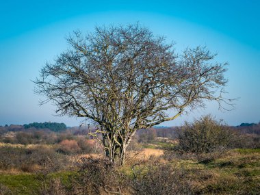 Kum tepelerinde büyük bir çalı - Hollanda