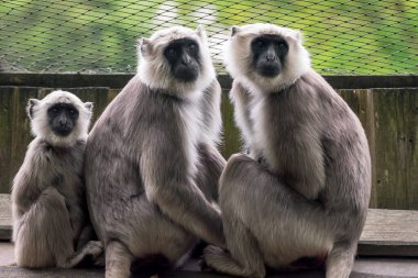 Kuzey düzlükleri gri langur ailesi (Semnopithecus entellus)