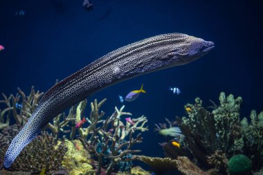 Laced moray (Gymnothorax favagineus) in the coral reef - Moray eels, or Muraenidae clipart