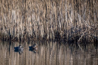Gadwall suda yüzüyor.