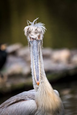 Funny face of a pelican on soft background clipart