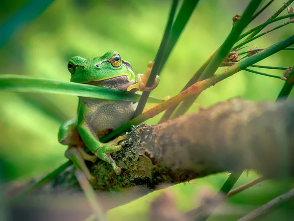 Πράσινος Βάτραχος Κρεμασμένος Κλαδί — Φωτογραφία Αρχείου