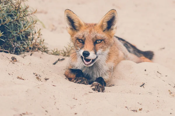 Red Fox Мягком Фоне — стоковое фото