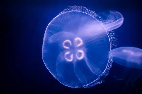 Hermosas Medusas Sobre Fondo Suave — Foto de Stock