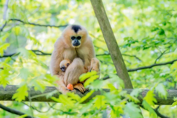 Familia Carbón Bosque Fondo Verde —  Fotos de Stock