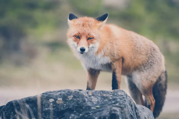 Red Fox Мягком Фоне — стоковое фото