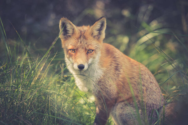 Red fox on soft background