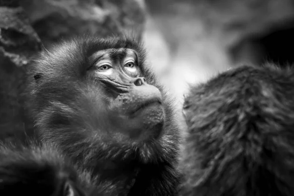 Macaco Bárbaro Macaca Sylvanus Também Conhecido Como Macaco Bárbaro Magot — Fotografia de Stock