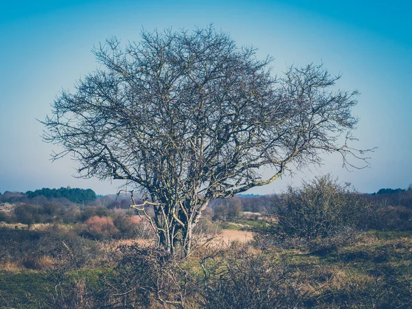 Grande Arbusto Nas Dunas Países Baixos — Fotografia de Stock