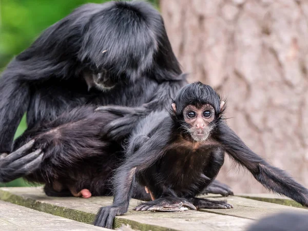 Macacos Aranha Pequenos Família — Fotografia de Stock