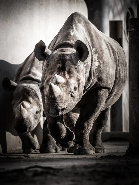 Rinoceronte Negro Rinoceronte Labio Gancho — Foto de Stock