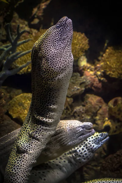 Moray Gymnothorax Favagineus Arrecife Coral Anguilas Morenas Muraenidae —  Fotos de Stock