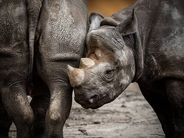 Rinoceronte Negro Rinoceronte Labio Gancho — Foto de Stock