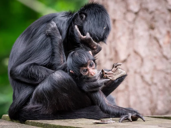 Małe Małpki Pająki Rodzina — Zdjęcie stockowe