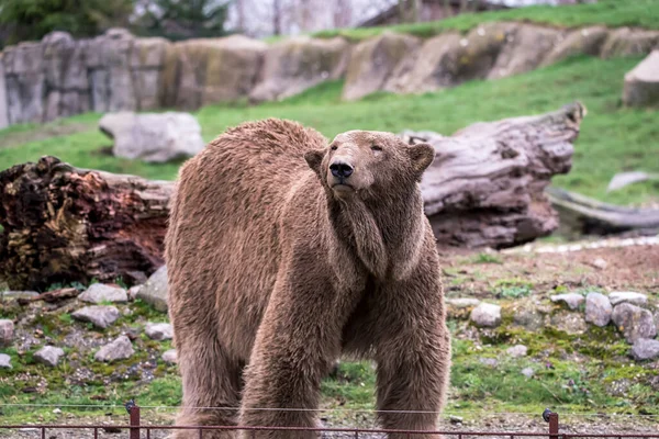 Beruang Kutub Yang Sedikit Kotor Stok Gambar Bebas Royalti