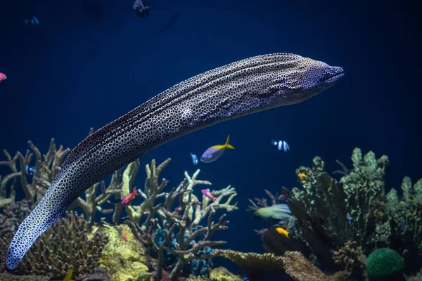 Laced Moray Gymnothorax Favagineus Coral Reef Moray Eels Muraenidae Stock Image