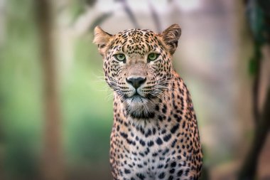 Leoparın portresi bulanık arkaplan