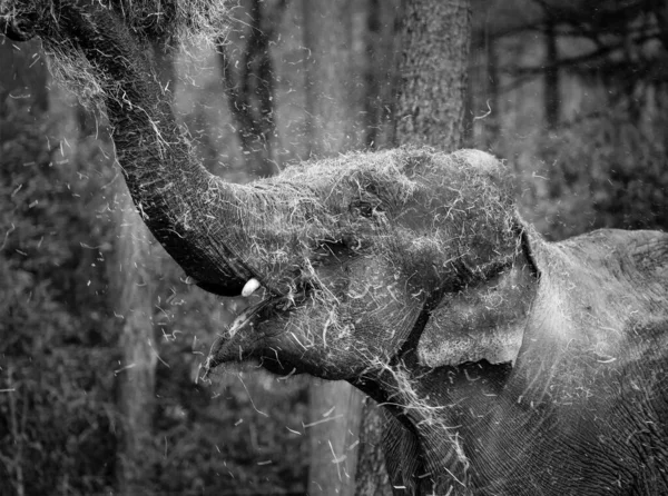 Elephant Playing Hay Black White — Stock Photo, Image