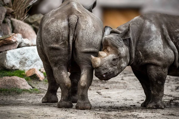 Rinoceronte Negro Rinoceronte Labio Gancho — Foto de Stock