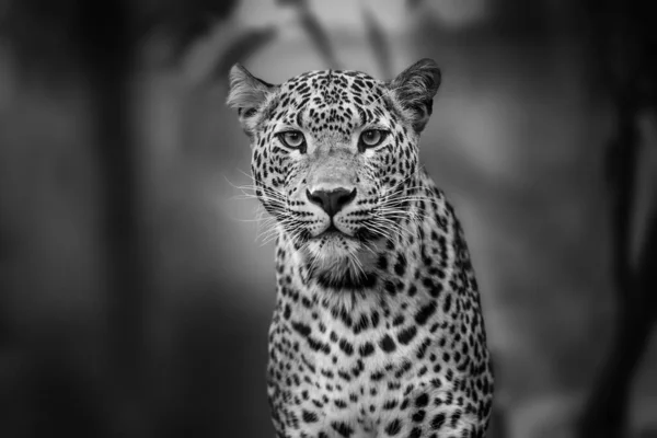 Olhos Leopardo Desfocado Fundo — Fotografia de Stock