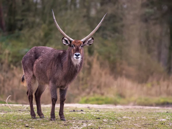 Waterbuck Kobus Ellipsiprymnus Large Antelope — Stock Photo, Image