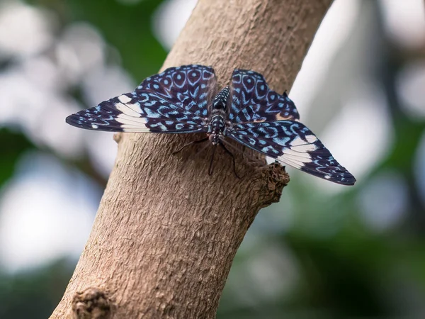 Blå Tropisk Sommerfugl Hamadryas Guatemalena – stockfoto