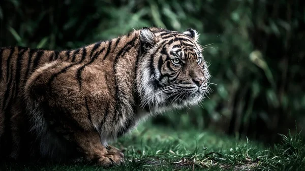 Тигр Терпеливо Ждет Свою Добычу — стоковое фото