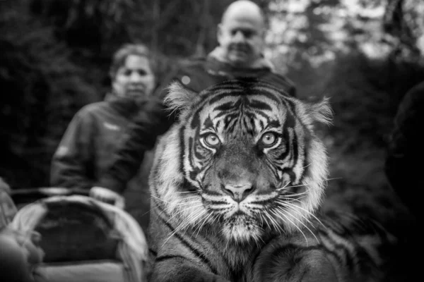 Tigre Mira Través Ventana Del Zoológico Foto Blanco Negro —  Fotos de Stock