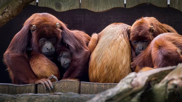 Família Bugios Macacos Dormindo Juntos — Fotografia de Stock