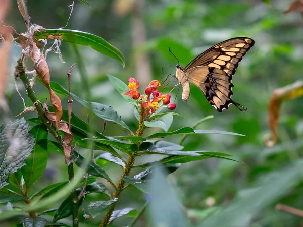 Papilio Thoas Oder Thoas Schwalbenschwanz Der Natur — Stockfoto