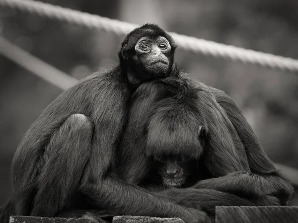 一緒に寝ている家族の遠吠え猿 — ストック写真