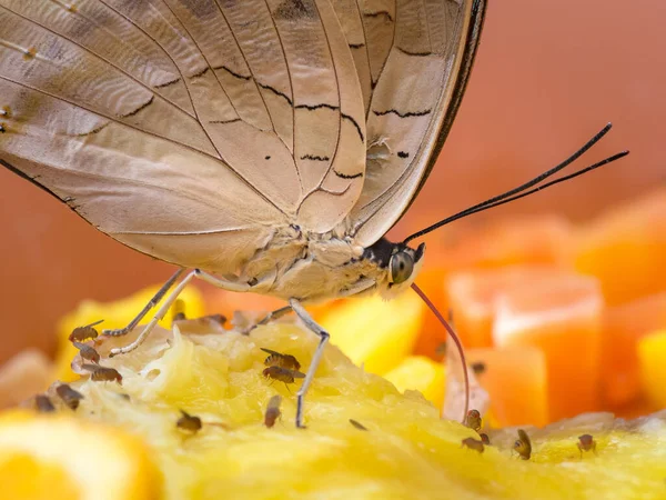 Schöne Tropische Schmetterlingsgetränke Archaeoprepona Genannt — Stockfoto