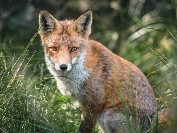 Les Yeux Renard Renard Dans Les Dunes — Photo