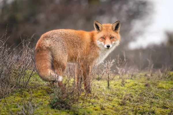 Les Yeux Renard Renard Dans Les Dunes — Photo