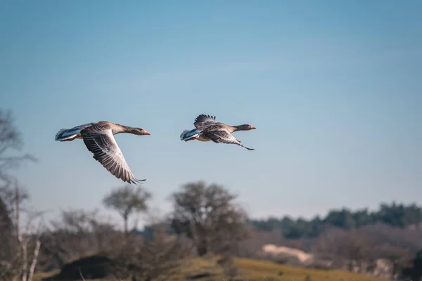 Flying goose - greylag goose — Stock Image Flying Goose Greylag Goose Royalty Free Stock Images
