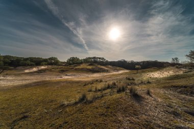 Hollanda 'nın sulayan kum tepelerinin ormanında