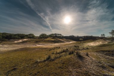 Hollanda 'nın sulayan kum tepelerinin ormanında