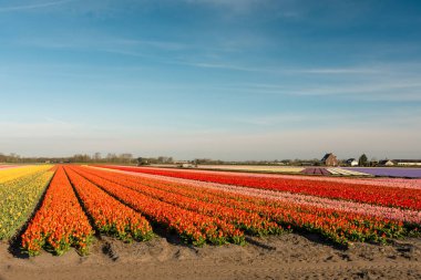 Hollanda 'daki güzel çiçek tarlaları
