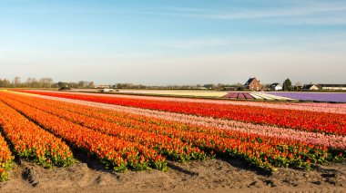 Hollanda 'daki güzel çiçek tarlaları