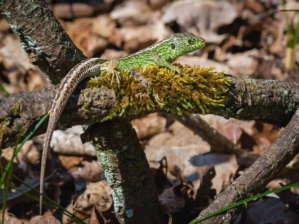 Lagarto Macho Arena Calienta Sol — Foto de Stock