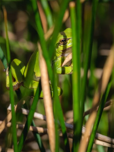 Two Green Tree Frogs Branch — Stock Photo, Image