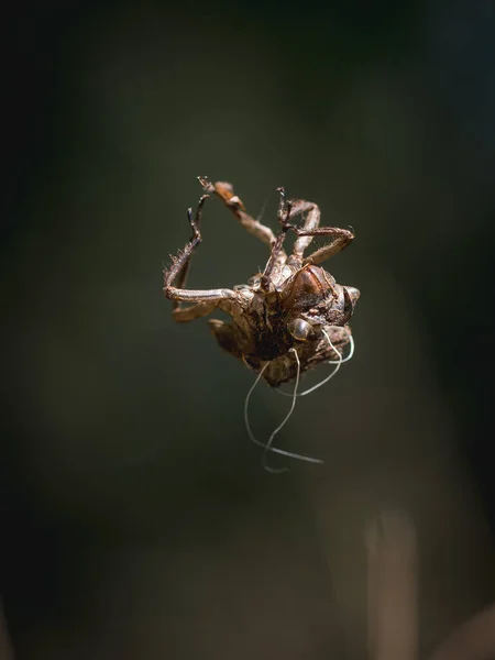 Insecte Mort Sur Fond Flou — Photo