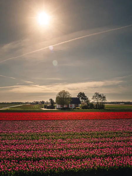 Belos Campos Flores Holanda — Fotografia de Stock