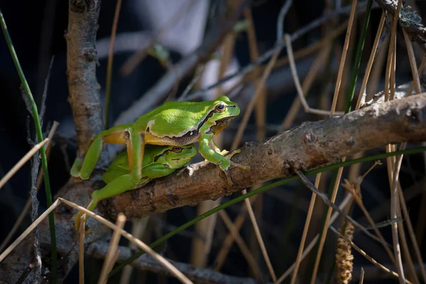 Two Green Tree Frogs Branch — Stock Photo, Image