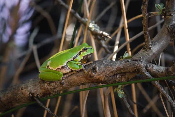 Green Tree Frog Branch — Stock Photo, Image